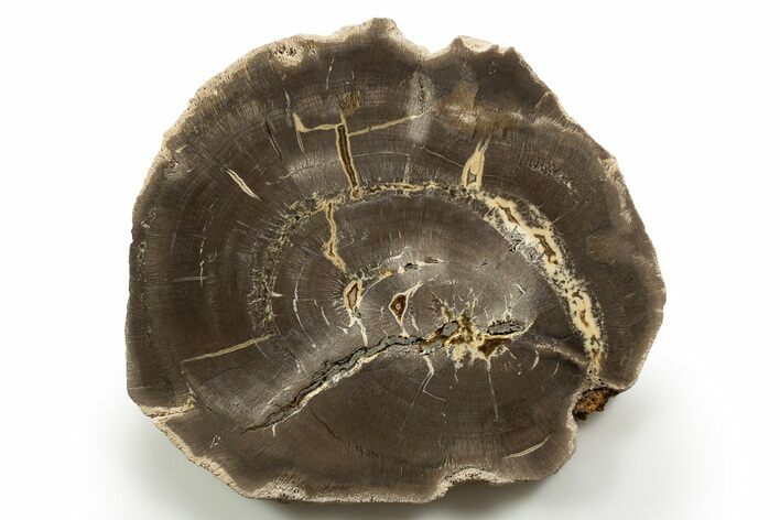 Polished Cretaceous Petrified Wood Round - Texas #319277